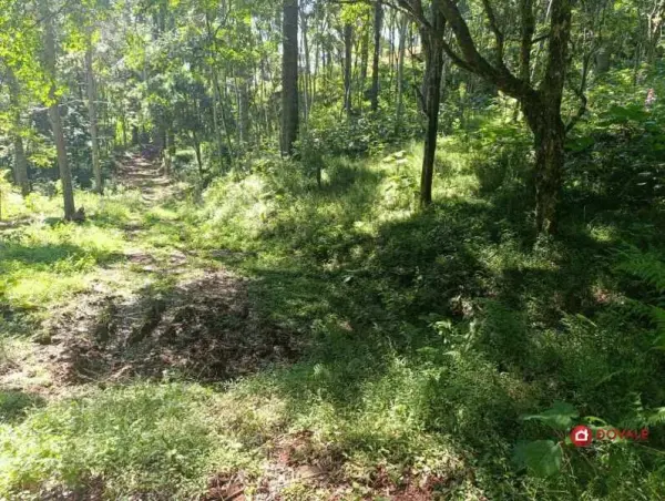 Imagem do anúnio: Vendo fazenda / sítio / chácara em Anta Gorda , Santa Catarina no bairro Interior 