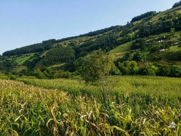 Imagem do anúnio: Vendo fazenda / sítio / chácara em Arvoredo , Santa Catarina no bairro Interior