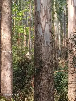 Imagem do anúnio: Vendo imóvel comercial em Ipumirim , Santa Catarina no bairro Interior